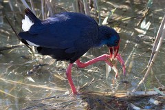 Purpurhuhn, Porphyrio porphyrio (3)