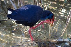 Purpurhuhn, Porphyrio porphyrio (4)