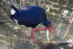 Purpurhuhn, Porphyrio porphyrio (5)