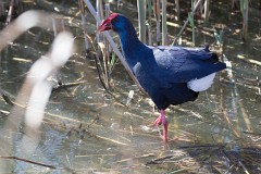 Purpurhuhn, Porphyrio porphyrio (6)