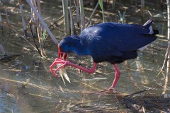 Purpurhuhn, Porphyrio porphyrio (7)