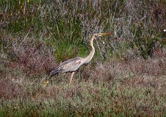 Purpurreiher, Ardea purpurea (1)