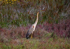 Purpurreiher, Ardea purpurea (2)