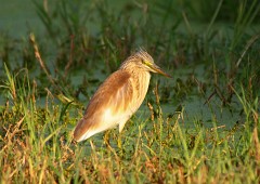 Rallenreiher, Ardeola ralloides (1)