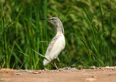 Rallenreiher, Ardeola ralloides (2)