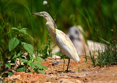 Rallenreiher, Ardeola ralloides (3)
