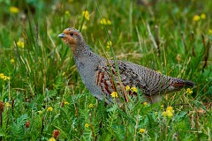 Rebhuhn, Perdix perdix (1)