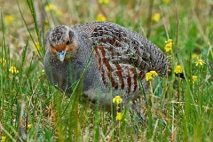 Rebhuhn, Perdix perdix (2)