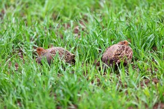Rebhuhn, Perdix perdix (3)