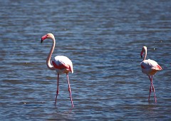 Rosaflamingo, Phonicopterus ruber (1)