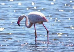 Rosaflamingo, Phonicopterus ruber (2)