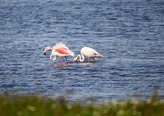 Rosaflamingo, Phonicopterus ruber (3)