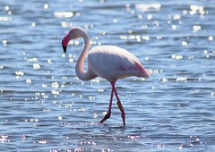 Rosaflamingo, Phonicopterus ruber (4)