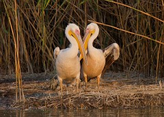Rosapelikan, Pelicanus onocrotalus (1)