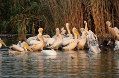 Rosapelikan, Pelicanus onocrotalus (2)