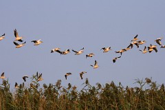 Rosapelikan, Pelicanus onocrotalus (3)