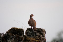 Rothuhn, Alectoris rufa (1)