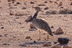 Saharakragentrappe, Chlamydotis undulata fuerteventurae (1)