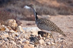 Saharakragentrappe, Chlamydotis undulata fuerteventurae (2)