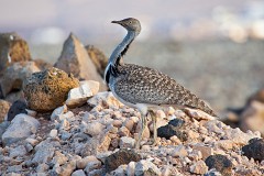 Saharakragentrappe, Chlamydotis undulata fuerteventurae (3)