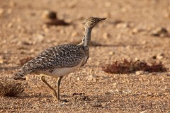 Saharakragentrappe, Chlamydotis undulata fuerteventurae (4)