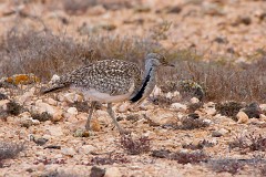 Saharakragentrappe, Chlamydotis undulata fuerteventurae (5)