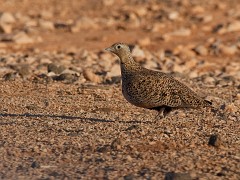 Sandflughuhn, Pterocles orientalis (1)