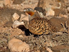 Kraniche, Schreitvögel