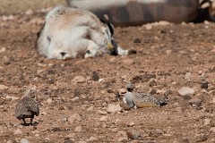 Sandflughuhn, Pterocles orientalis (3)