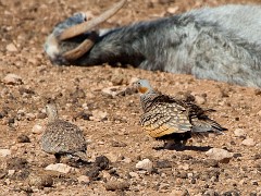 Sandflughuhn, Pterocles orientalis (4)