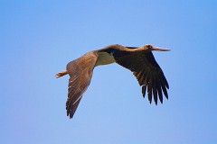 Schwarzstorch, Ciconia negra(1)