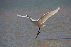 Seidenreiher, Egretta garzetta (1)