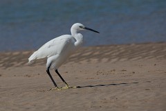 Seidenreiher, Egretta garzetta (2)