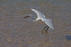 Seidenreiher, Egretta garzetta (3)