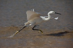 Seidenreiher, Egretta garzetta (4)
