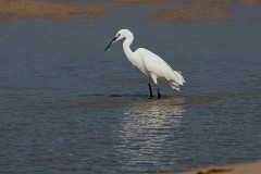 Seidenreiher, Egretta garzetta (5)