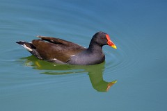 Teichhuhn, Gallinula chloropus (1)