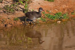 Teichhuhn, Gallinula chloropus (2)