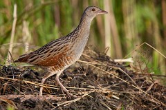 Wachtelkönig, Crex crex (1)