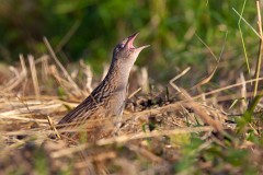 Wachtelkönig, Crex crex (3)