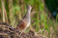 Wachtelkönig, Crex crex (4)