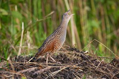 Wachtelkönig, Crex crex (5)