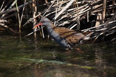 Wasserralle, Rallus aquaticus (1)