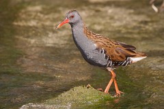 Wasserralle, Rallus aquaticus (2)
