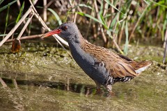 Wasserralle, Rallus aquaticus (3)