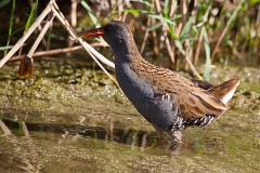 Wasserralle, Rallus aquaticus (4)