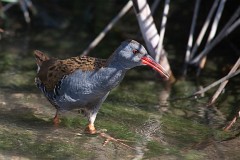 Wasserralle, Rallus aquaticus (5)