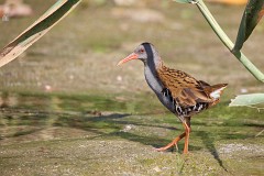 Wasserralle, Rallus aquaticus (6)