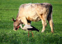 Weißstorch, Ciconia ciconia  (1)