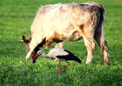 Weißstorch, Ciconia ciconia  (2)